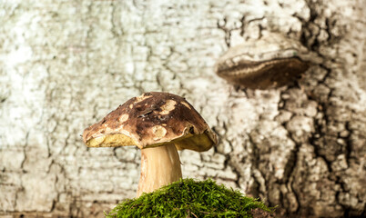 appetizing mushrooms in a forest in moss