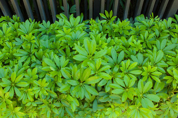 Fresh green palmate shape leafs of Dwarf umbrella tree