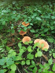 mushrooms in the forest