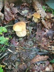 mushroom in the forest