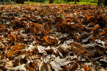 Fallen dry plane tree leaves in Autumn. Background texture. Selective focus.
