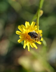 bee on yellow flower