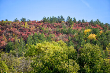 Picturesque view of hill slope covered with multicolored trees against blue sky in autumn day . Colorful landscape.