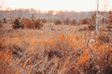 dry grass, scorched earth. Drought as a threat of forest fires. Autumn period, harvest time, preparation for winter