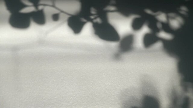 Swaying garden leaves branches shadow by gentle wind breeze in spring summer on white blank wall empty table background