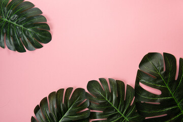 Tropical leaves. Green Monstera leaves on pink background. Copy space, falt lay top view. Design concept