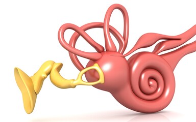 3D illustration of inner ear . Cochlea in color background