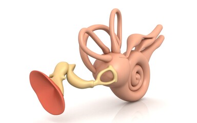 3D illustration of inner ear . Cochlea in color background