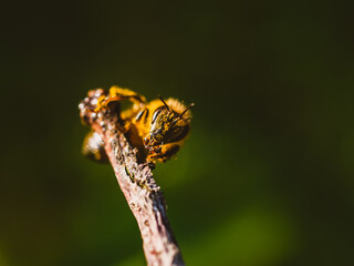 Bee on a branch
