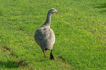 Cape Barren Goose Leaving