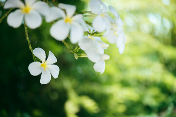 White Champa flower, also known as Nosegay Frangipani, this photo focuses on one flower under another inflorescence.
