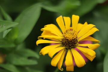 Obraz premium Yellow zinnia flower with natural green bokeh leaves flowers bouquet background in the morning spring time, the botanical garden, plants of the sunflower tribe within the daisy family Selective focus.
