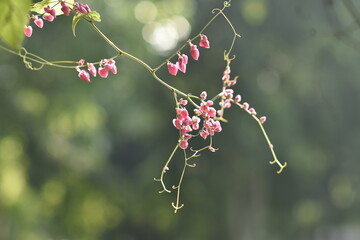 red berries on a branch