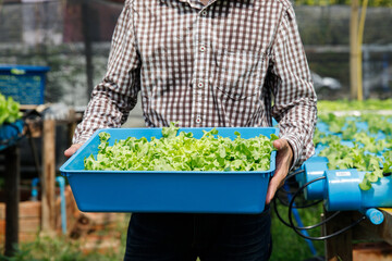 Farmer harvest organic hydroponic green oak lettuce in plant nursery farm.