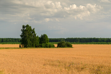 Fototapeta premium wheat field in the summer