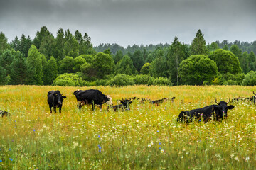 cows in the meadow
