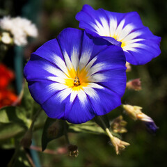 Convolvulus Tricolor flower also known as morning glory or bindweed, close - up view
