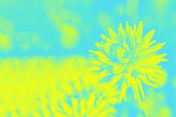 Yellow aquamarine floral background, dahlia flowers. Copy space