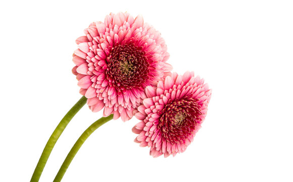 gerbera pomponi isolated