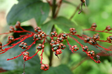 Dark green fruit of Pagoda plant or Pagoda flower are on bright red branch and blur green leaves background in nature , Thailand. 