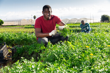 Skilled african man engaged in gardening picking fresh parsley on farm at sunny day