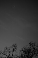 Sierp księżyca ponad drzewami na ciemniejącym niebie © art3emis