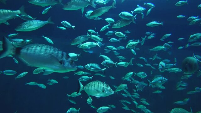 swarm of fishes in the sea