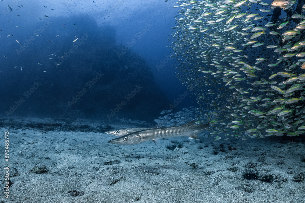 Wall mural two barracuda come out of school of fish