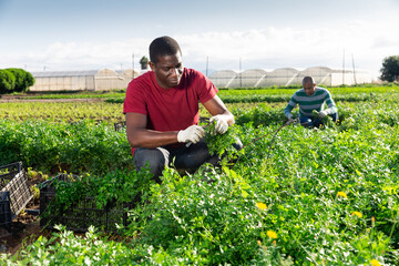 Portrait of young adult Afro male farmer harvesting parsley on farm field