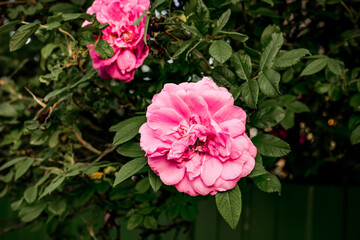 Garden pink rose on a bush. Beautiful bud