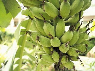 Fototapeta premium Cultivated banana. Thai Fruits. Raw bananas.