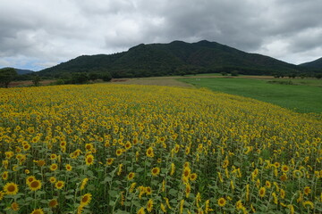 日本の岡山県の蒜山高原のヒマワリ畑