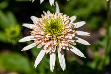 Flowers of  Echinacea - an herb stimulating the immune system