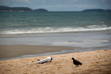 Pigeons and plastic toy airplane on sandy beach