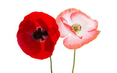 red poppy isolated