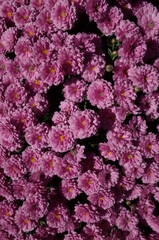 Obraz premium Light Pink Flowers of Chrysanthemum 'Kengai Style' in Full Bloom 