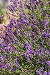  the blooming lavender flowers in Provence, near Sault, France