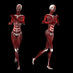 Fototapeta na wymiar Abstract 3d skeleton with muscles