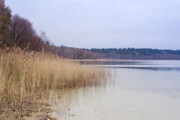 lake in the forest