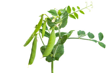 green peas isolated