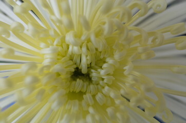 Light Cream Flower Center of Chrysanthemum 'Kudamono' in Full Bloom
