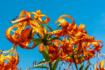 Lily flowers against the blue sky