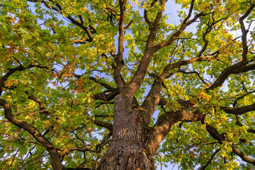Tall Green Tree in autumn. Oack tree in autumntime