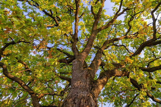 Tall Green Tree in autumn. Oack tree in autumntime