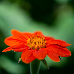 Beautiful Bright Colored Summer Flowers