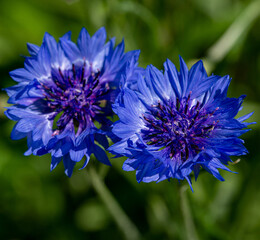 Beautiful Bright Colored Summer Flowers