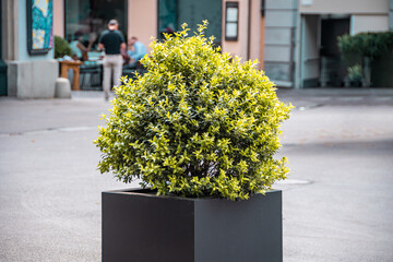 Ball shrub on the sidewalk. Boxwood in a pot place on a city street