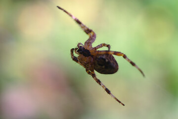 a large spider crouched on a thin web