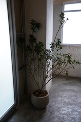 Indoor green plant pot decorated in industrial loft building