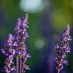 Beautiful Bright Colored Summer Flowers